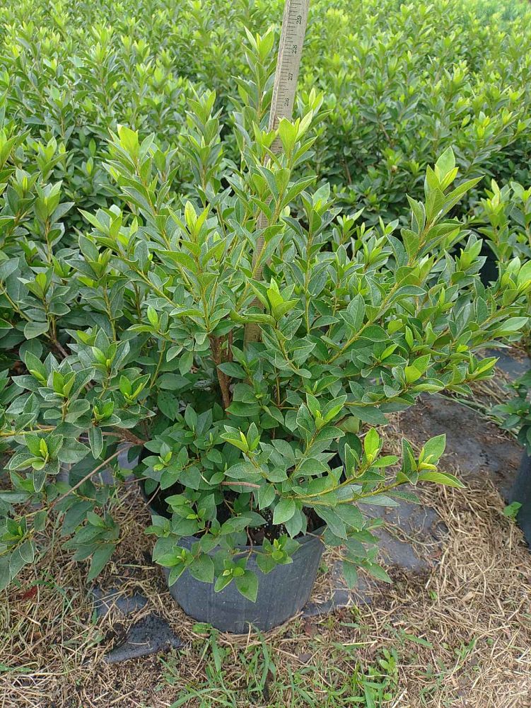 rhododendron-lavender-formosa-southern-indica-hybrid-azalea