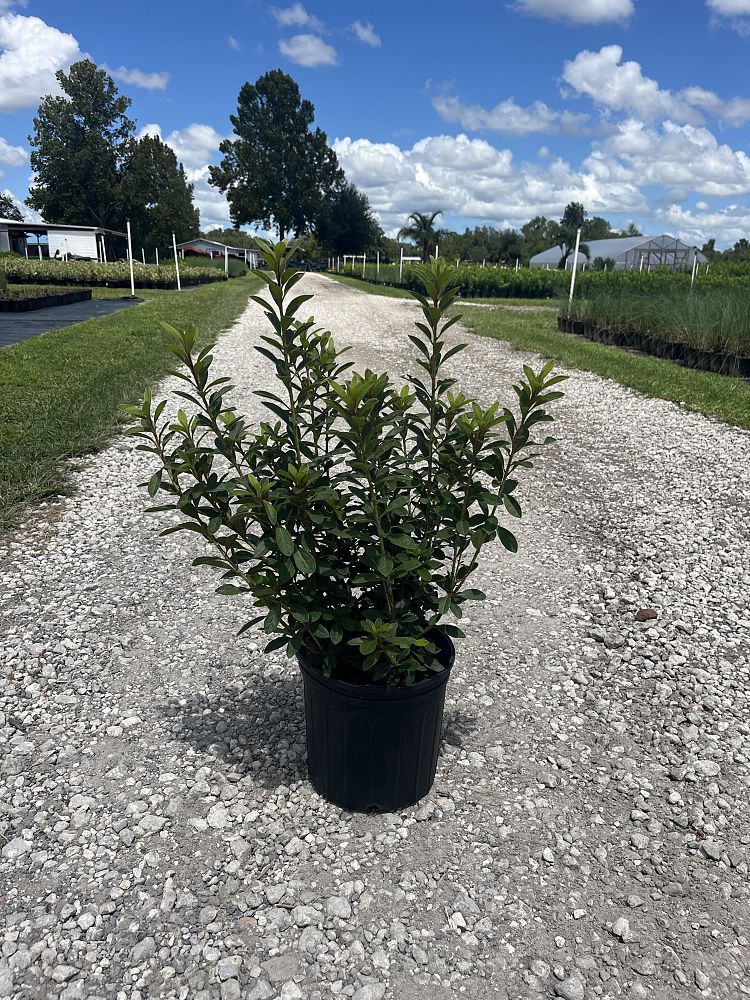 rhododendron-lavender-formosa-southern-indica-hybrid-azalea