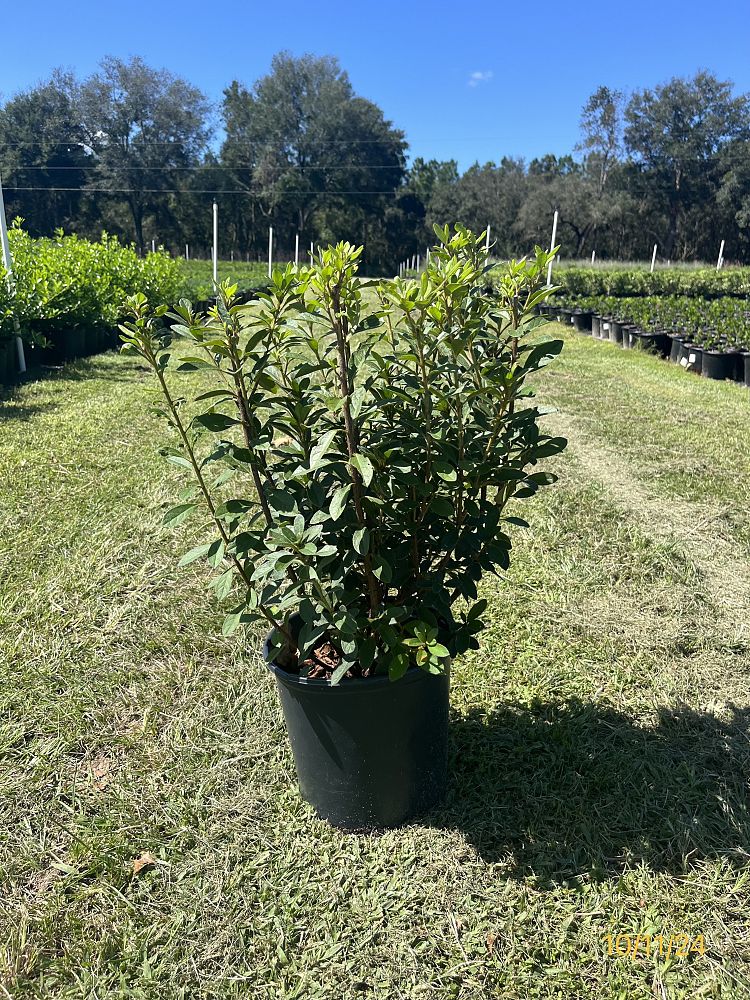 rhododendron-lavender-formosa-southern-indica-hybrid-azalea