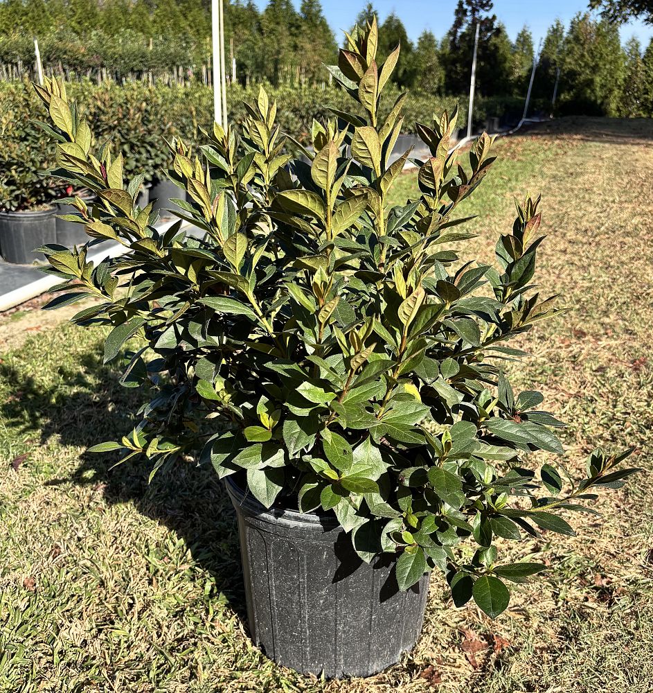 rhododendron-red-formosa-southern-indica-hybrid-azalea