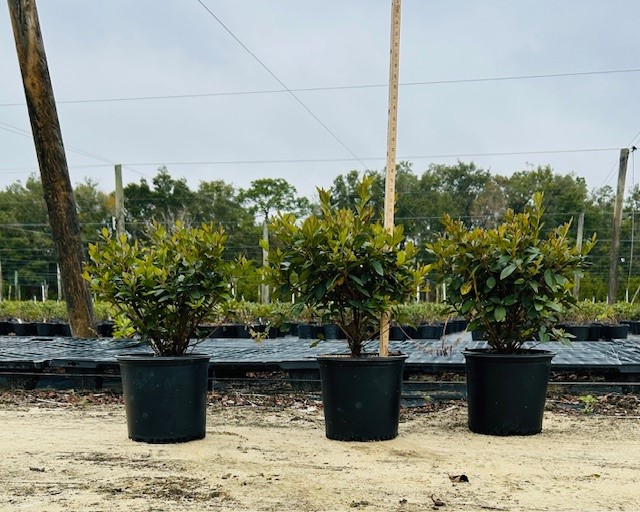 rhododendron-red-formosa-southern-indica-hybrid-azalea