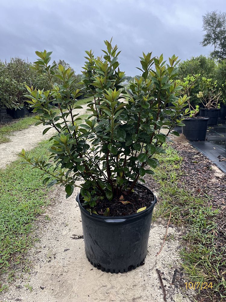 rhododendron-red-formosa-southern-indica-hybrid-azalea