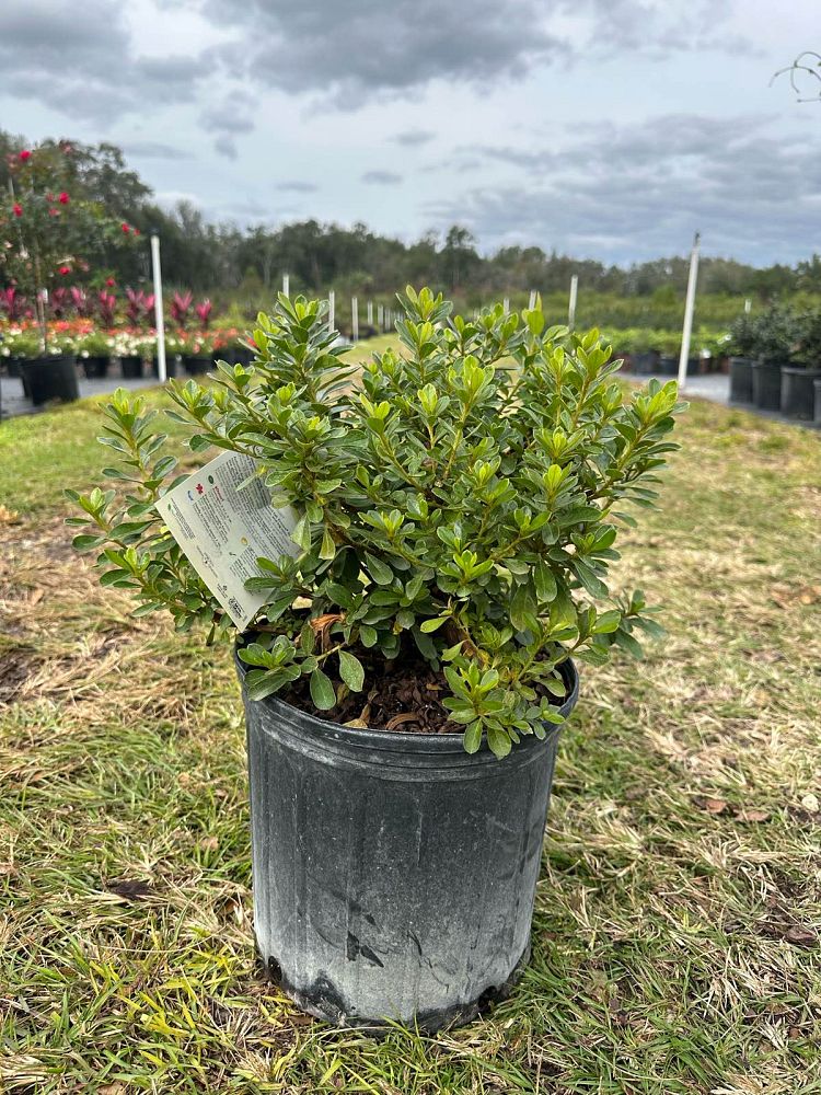 rhododendron-robleg-encore-reg-autumn-angel-reg-reblooming-azalea