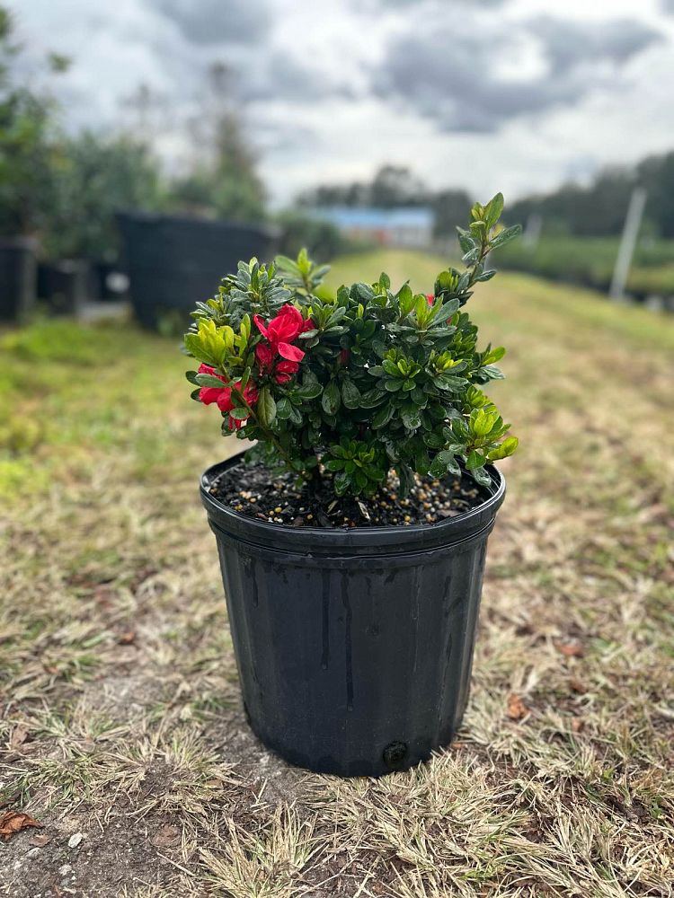 rhododendron-robleza-encore-reg-autumn-bonfire-reg-reblooming-azalea