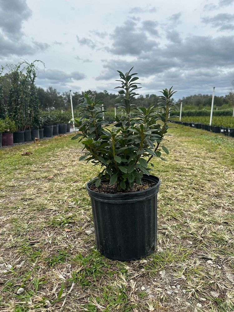 rhododendron-roblezd-encore-reg-autumn-majesty-trade-azalea