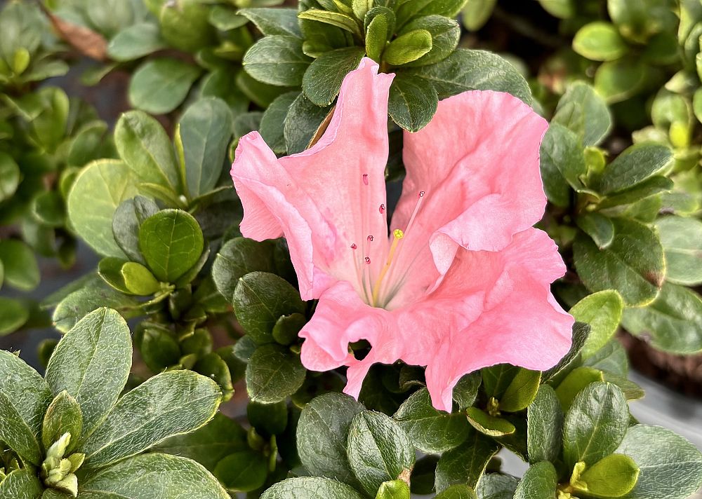 rhododendron-watchet-robin-hill-azalea