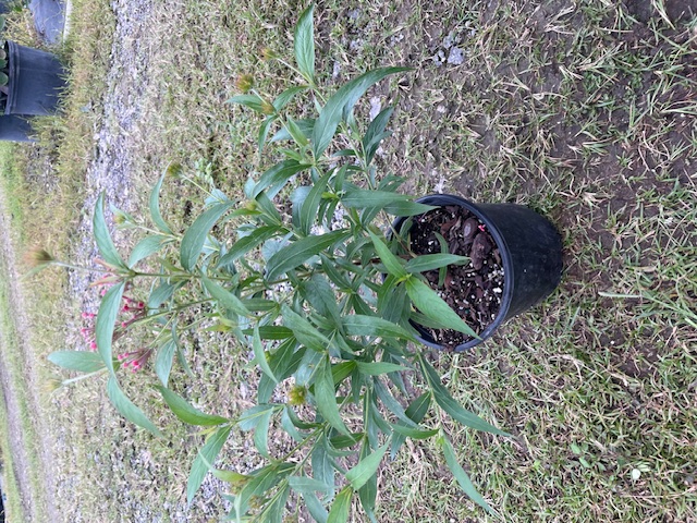 rondeletia-leucophylla-panama-rose