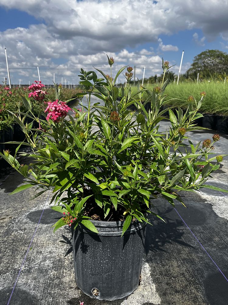 rondeletia-leucophylla-panama-rose