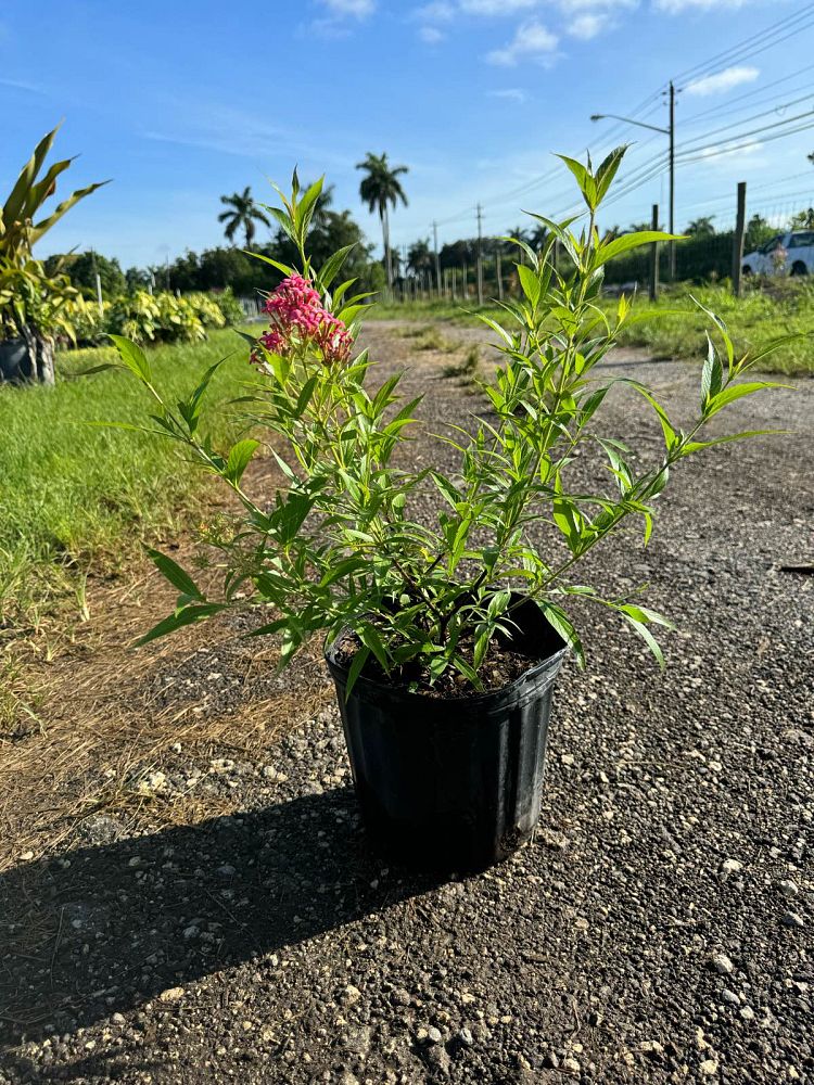 rondeletia-leucophylla-panama-rose