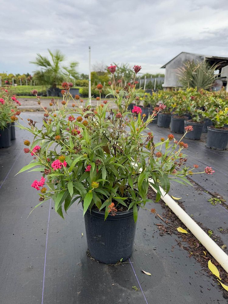 rondeletia-leucophylla-panama-rose