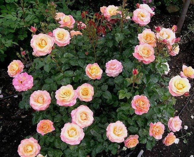 Роза ламинуэтте флорибунда фото и описание
