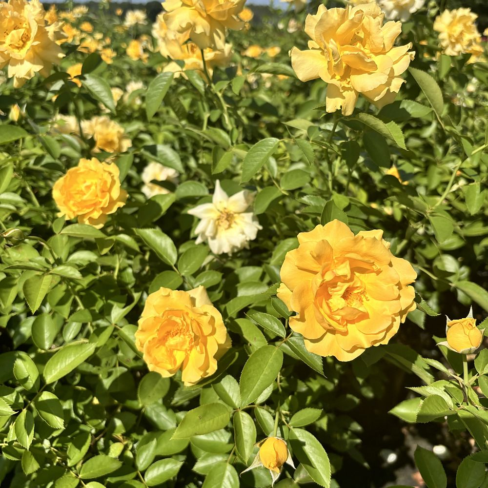 rosa-julia-child-floribunda-rose