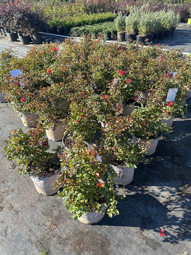 rosa-meidrifora-coral-drift-reg-rose