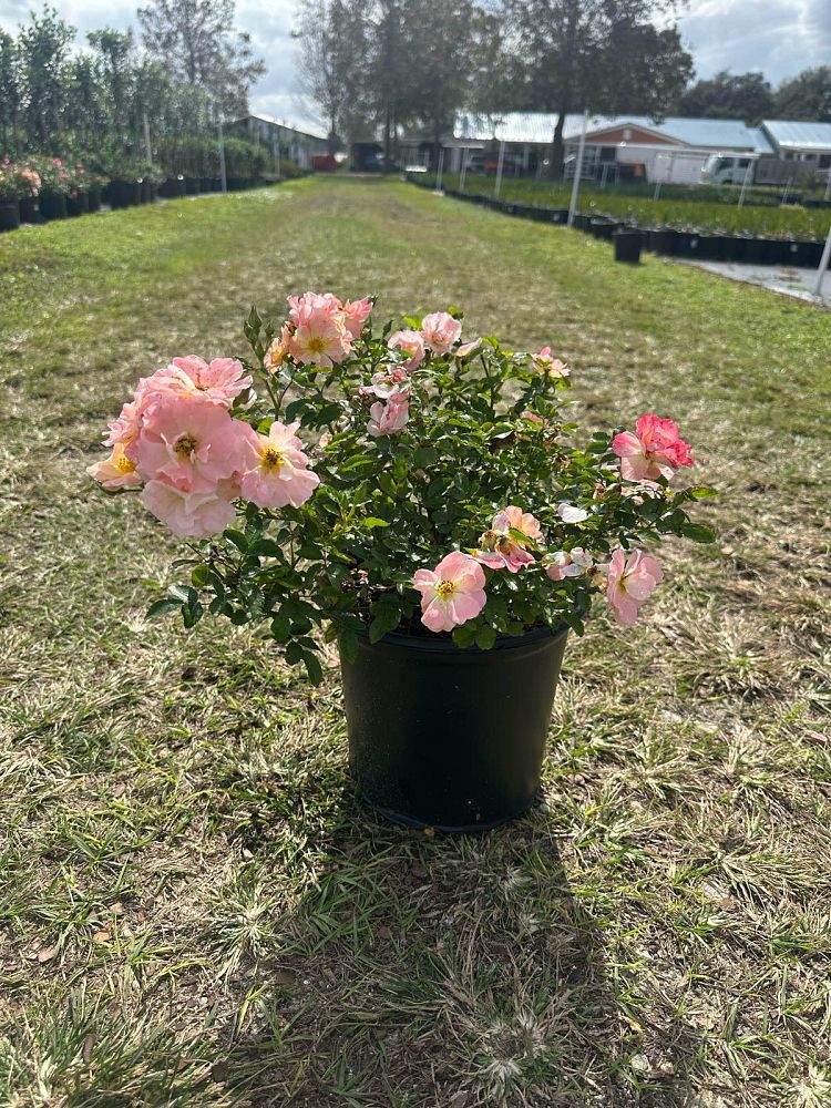 rosa-meiggili-peach-drift-reg-rose