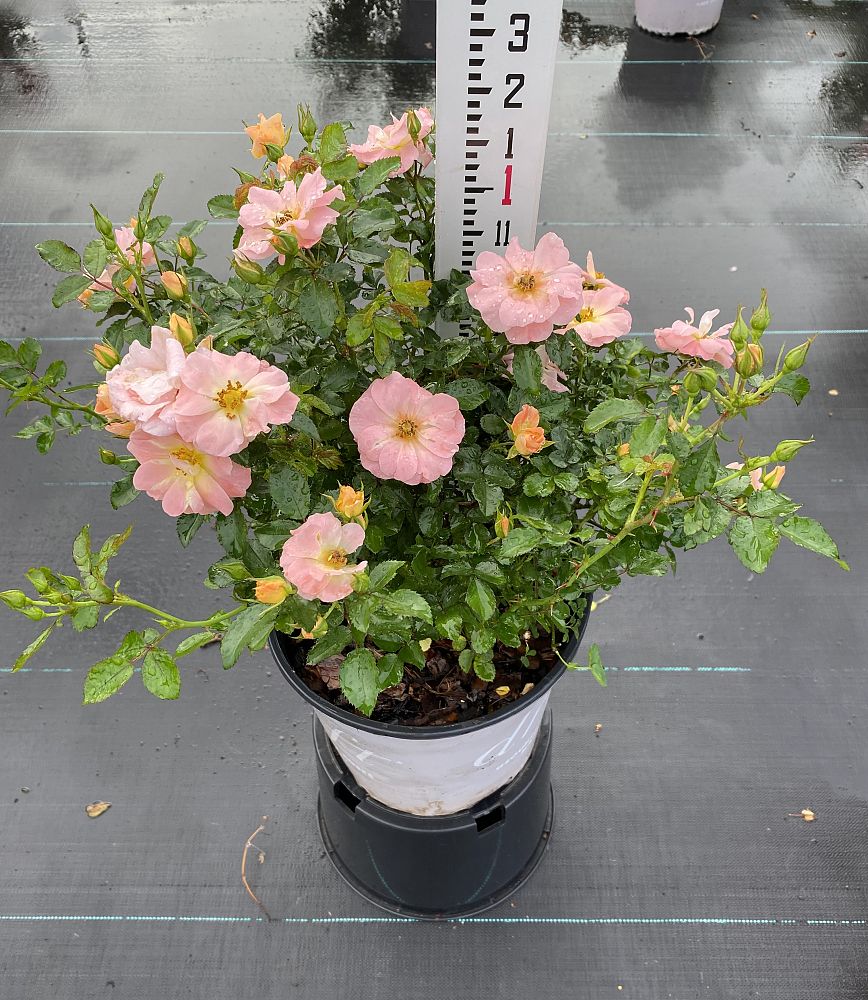 rosa-meiggili-peach-drift-reg-rose