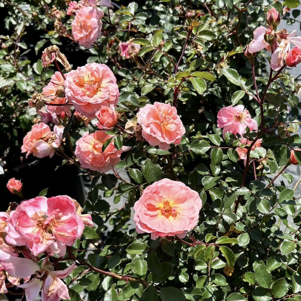 rosa-meimirrote-apricot-drift-reg-rose