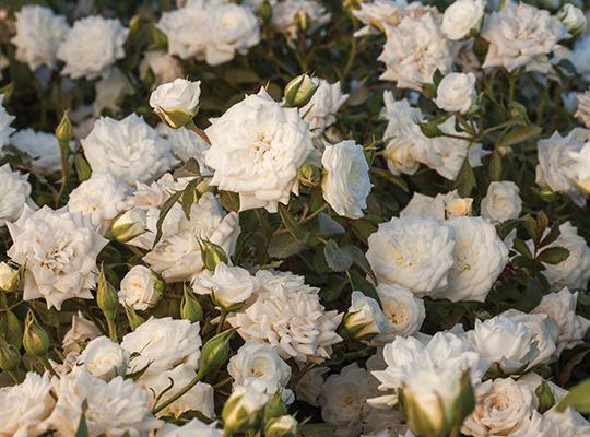 rosa-meizorland-white-drift-reg-rose-rosa-meiglise