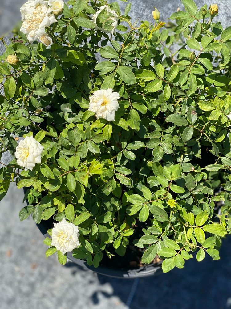 rosa-meizorland-white-drift-reg-rose-rosa-meiglise