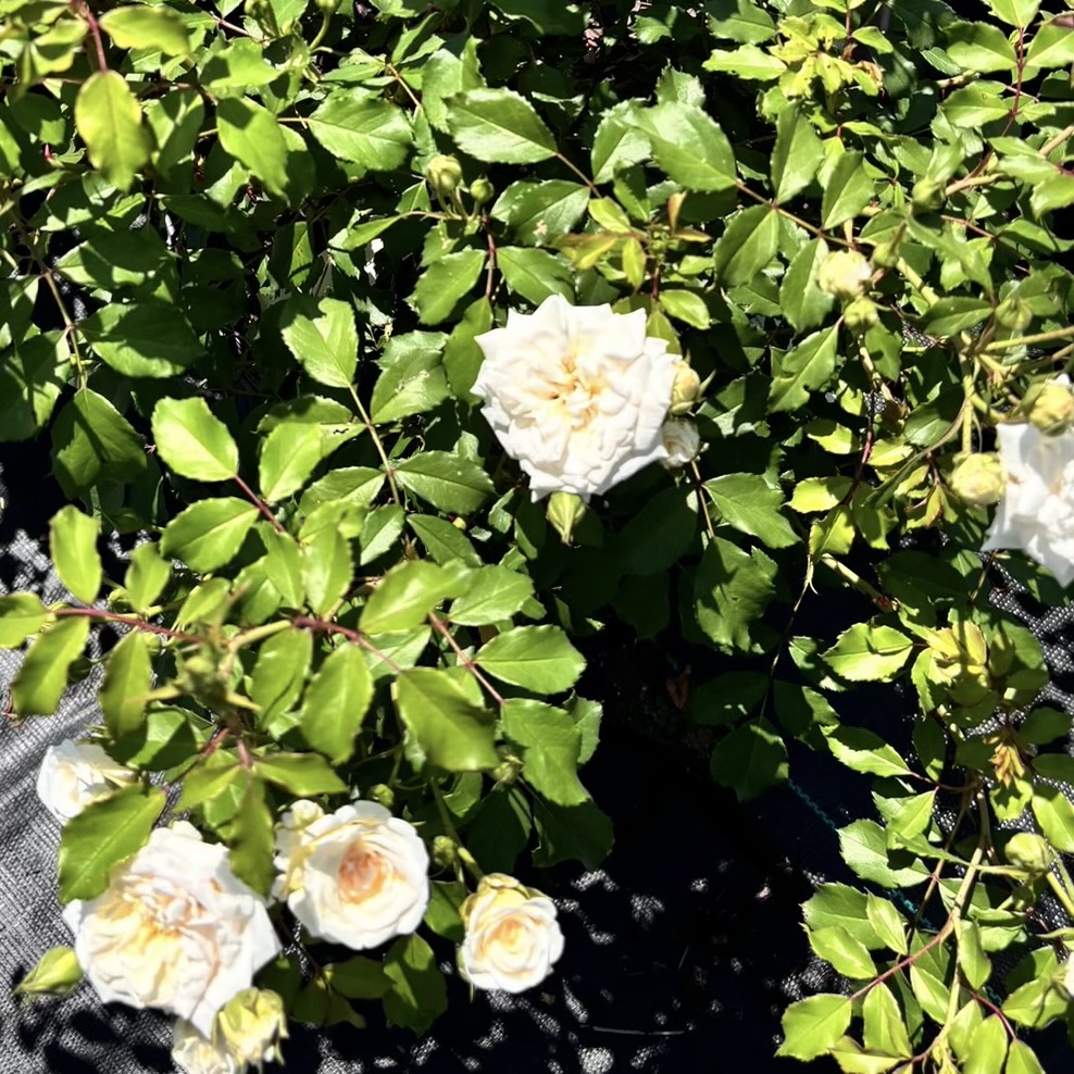 rosa-meizorland-white-drift-reg-rose-rosa-meiglise