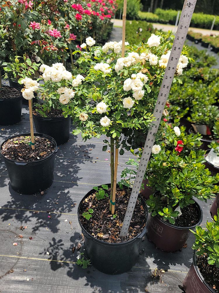 rosa-meizorland-white-drift-reg-rose-rosa-meiglise