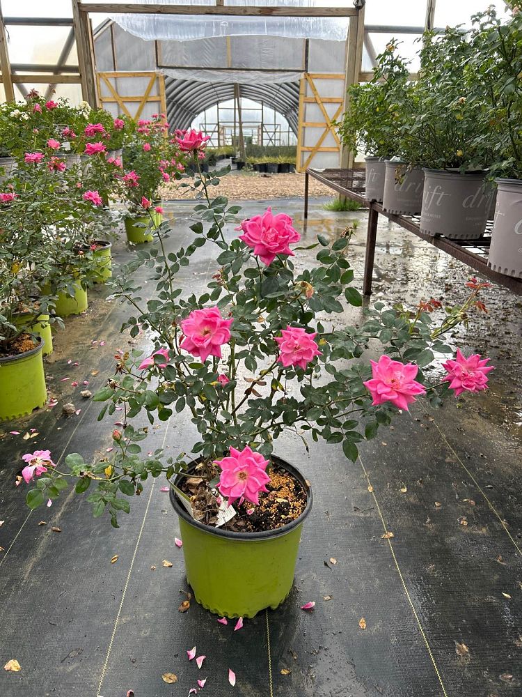 rosa-radcon-pink-knock-out-reg-rose