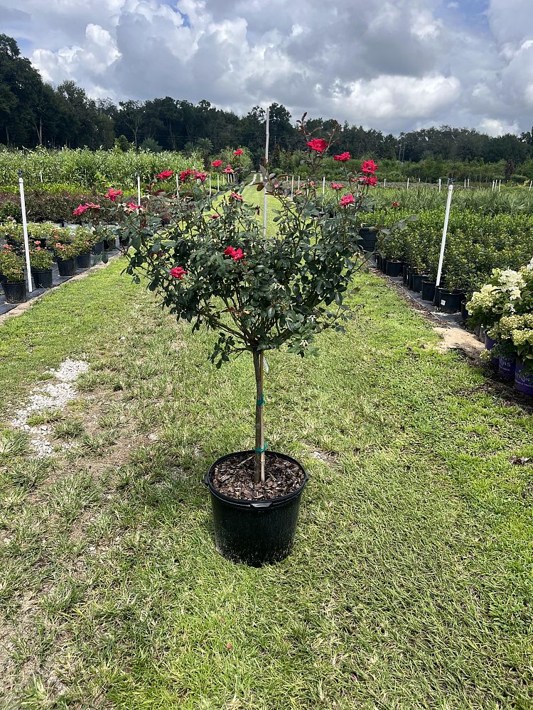 rosa-radtko-red-double-knock-out-rose