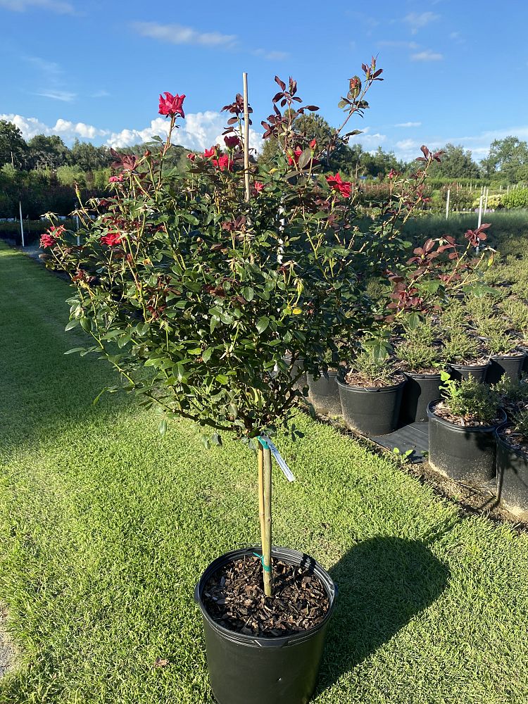 rosa-radtko-red-double-knock-out-rose