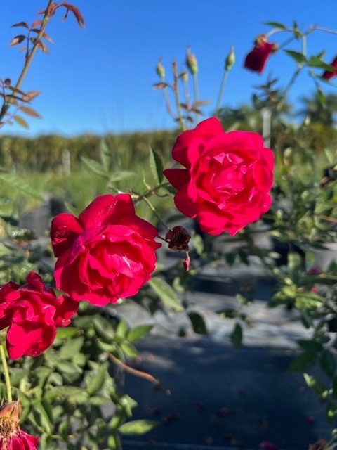 rosa-spp-rose