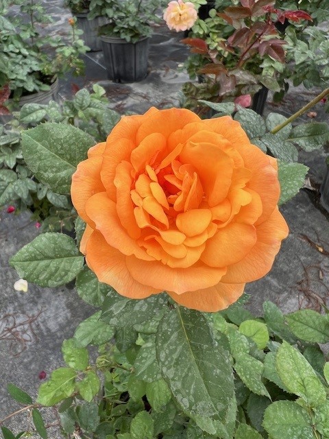 rosa-sunrosa-orange-delight-rose