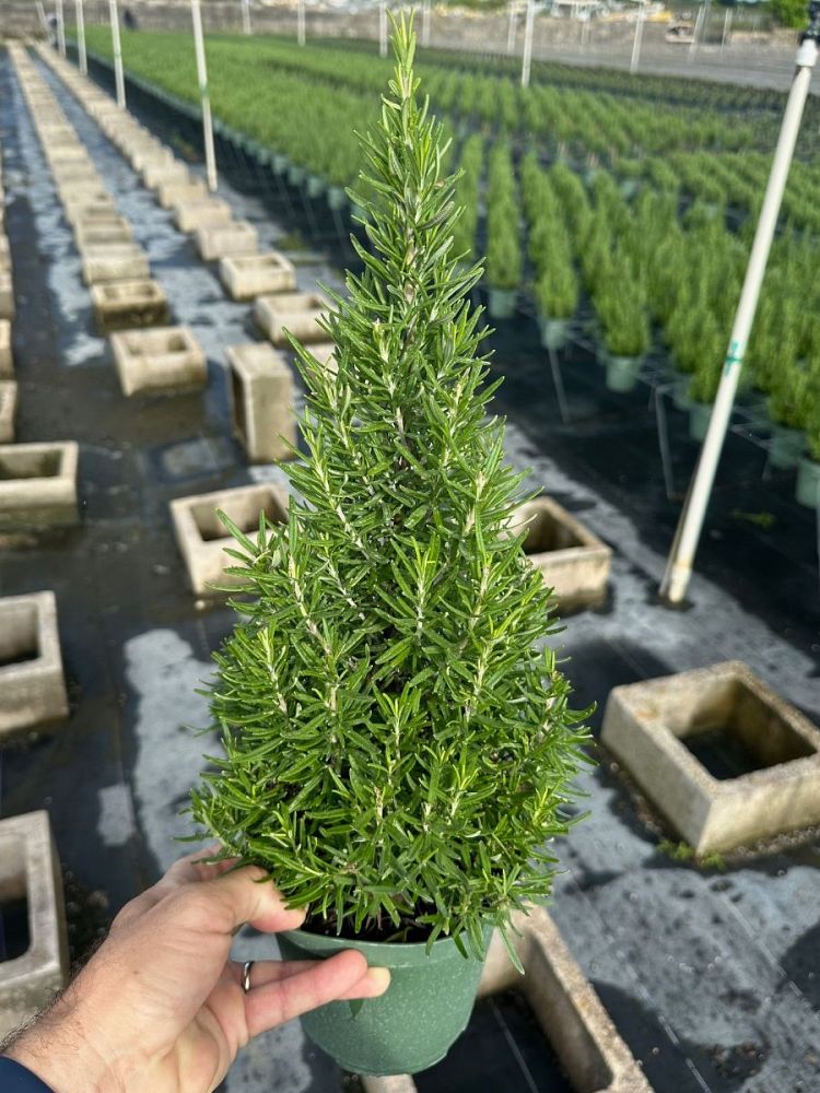 rosmarinus-officinalis-barbeque-rosemary