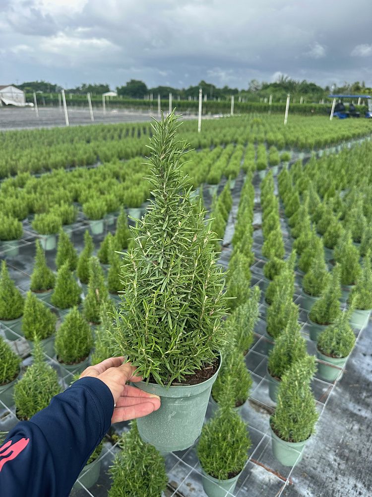 rosmarinus-officinalis-barbeque-rosemary