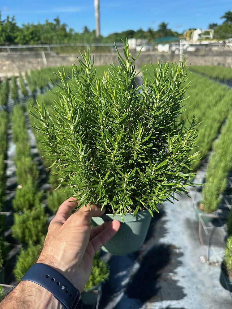 rosmarinus-officinalis-barbeque-rosemary