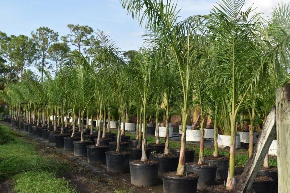 roystonea-regia-roystonea-elata-florida-royal-palm-cuban-royal-palm-royal-palm