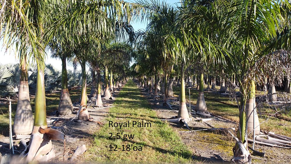 roystonea-regia-roystonea-elata-florida-royal-palm-cuban-royal-palm-royal-palm