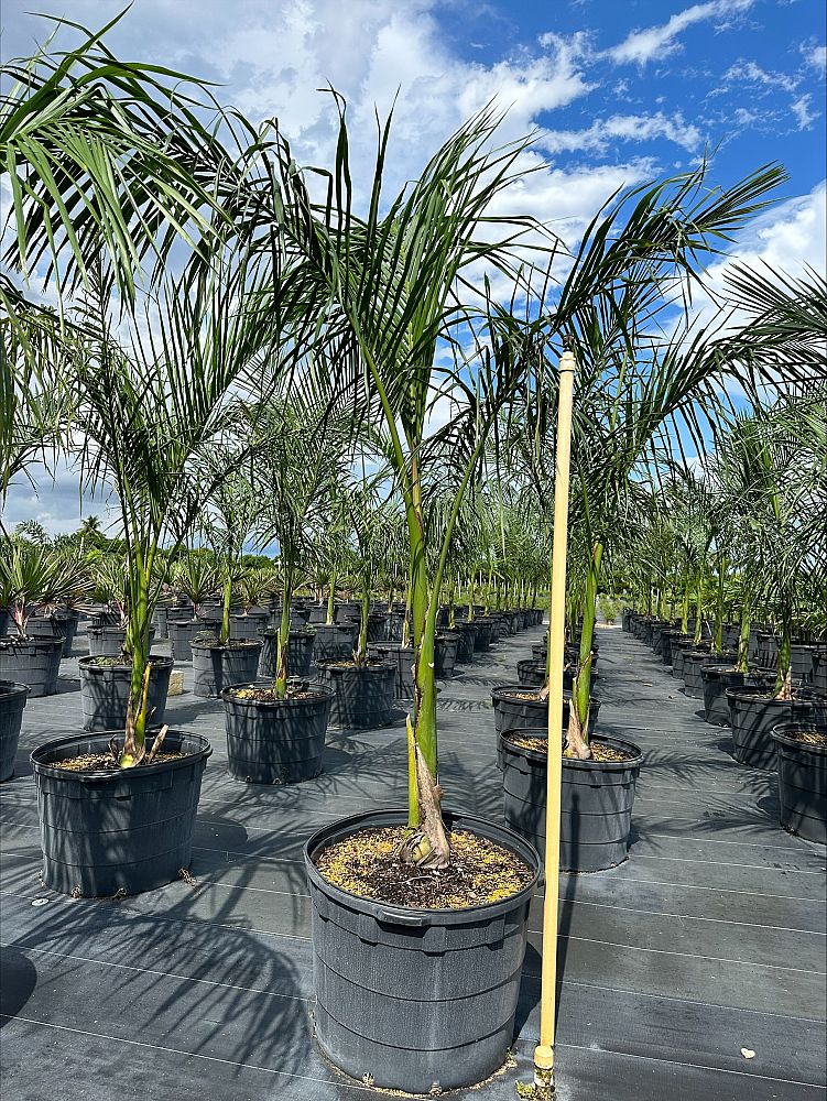 roystonea-regia-roystonea-elata-florida-royal-palm-cuban-royal-palm-royal-palm