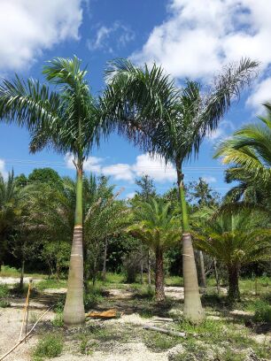 roystonea-regia-roystonea-elata-florida-royal-palm-cuban-royal-palm-royal-palm