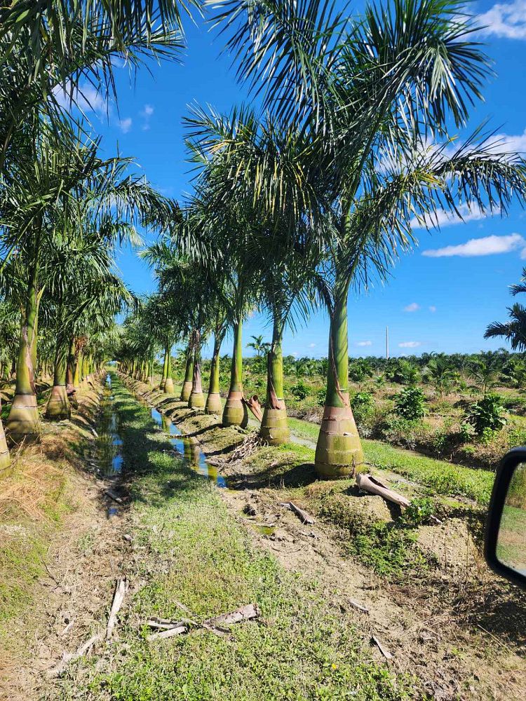 roystonea-regia-roystonea-elata-florida-royal-palm-cuban-royal-palm-royal-palm