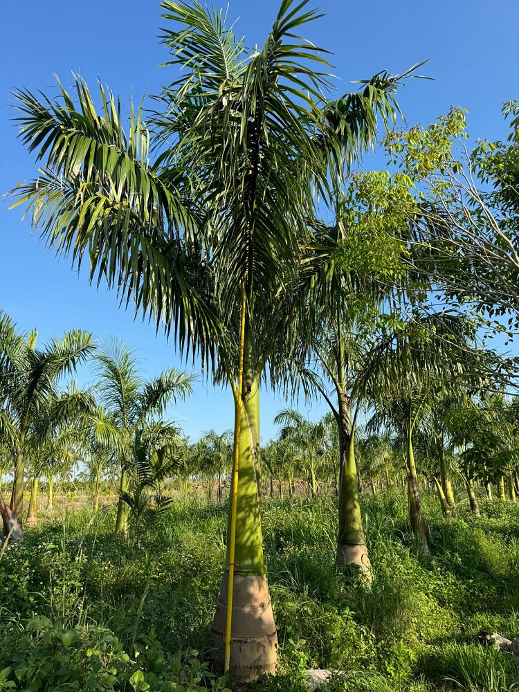 roystonea-regia-roystonea-elata-florida-royal-palm-cuban-royal-palm-royal-palm