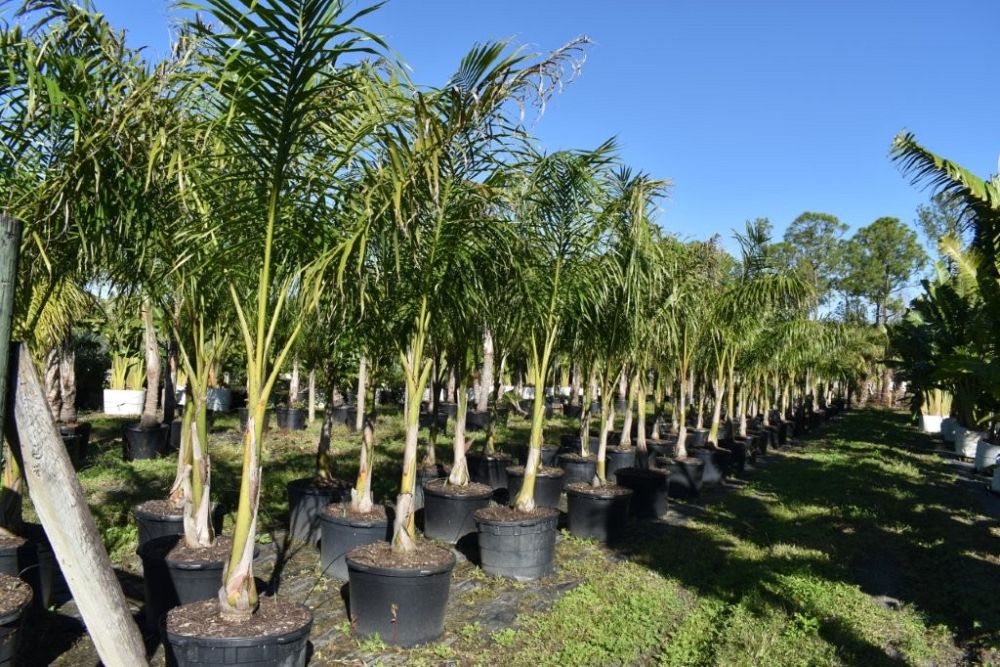 roystonea-regia-roystonea-elata-florida-royal-palm-cuban-royal-palm-royal-palm