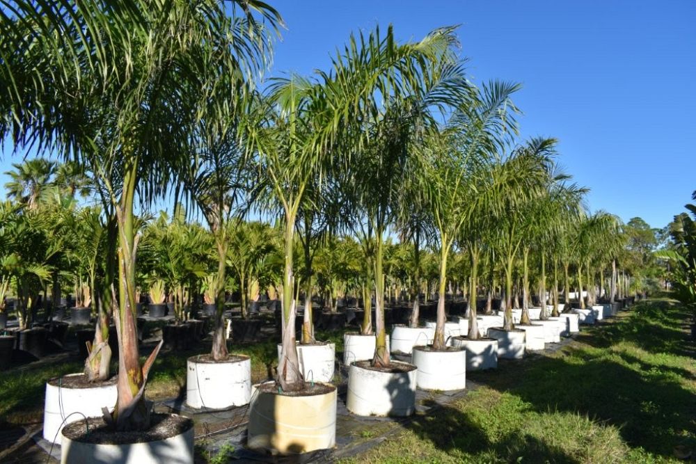 roystonea-regia-roystonea-elata-florida-royal-palm-cuban-royal-palm-royal-palm