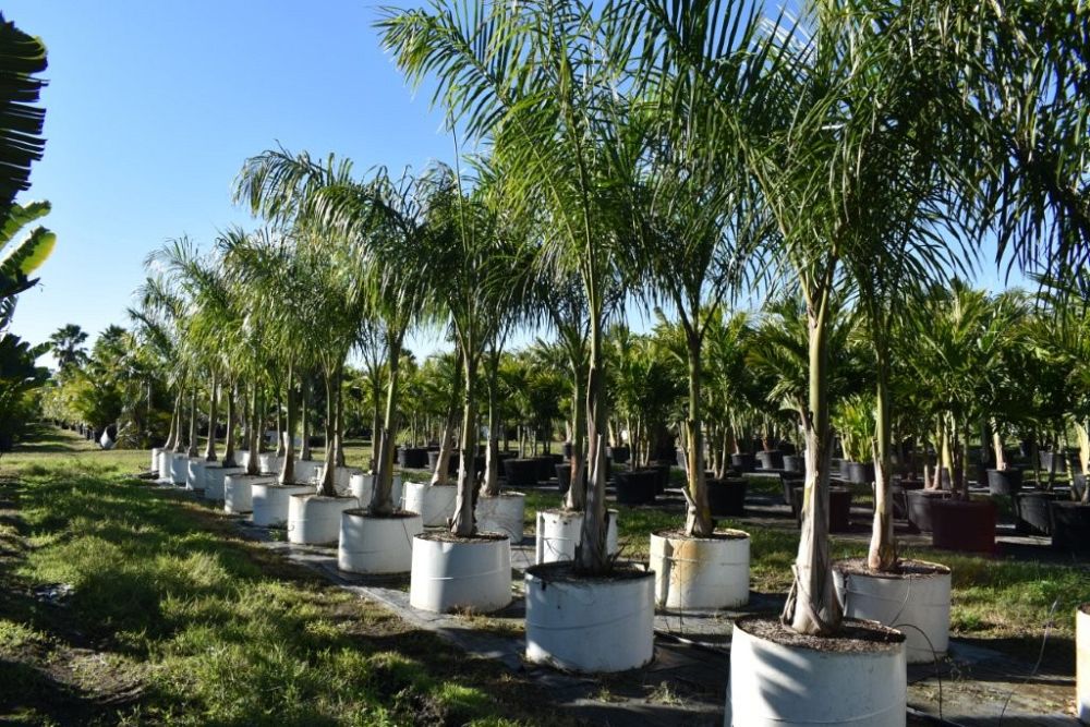 roystonea-regia-roystonea-elata-florida-royal-palm-cuban-royal-palm-royal-palm