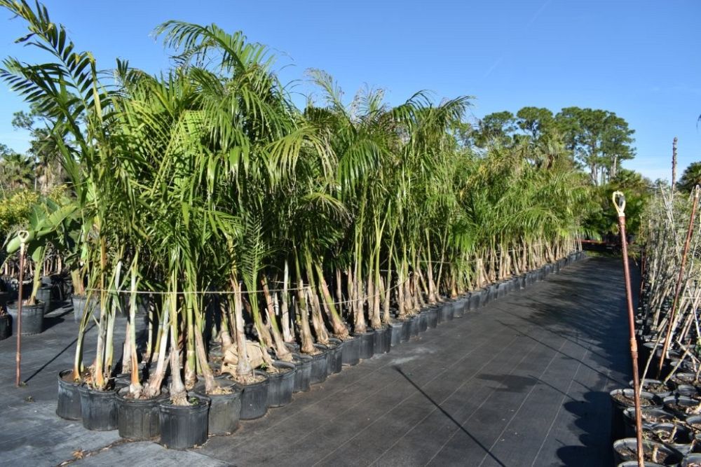 roystonea-regia-roystonea-elata-florida-royal-palm-cuban-royal-palm-royal-palm