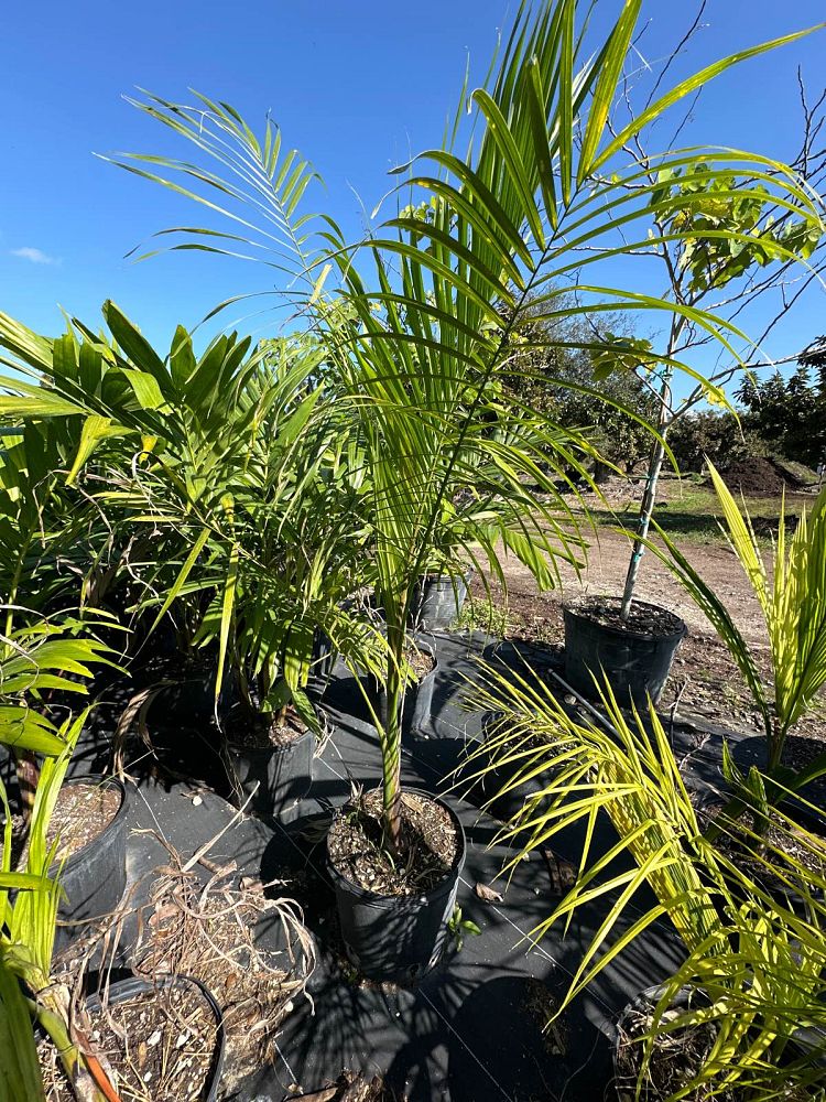 roystonea-regia-roystonea-elata-florida-royal-palm-cuban-royal-palm-royal-palm