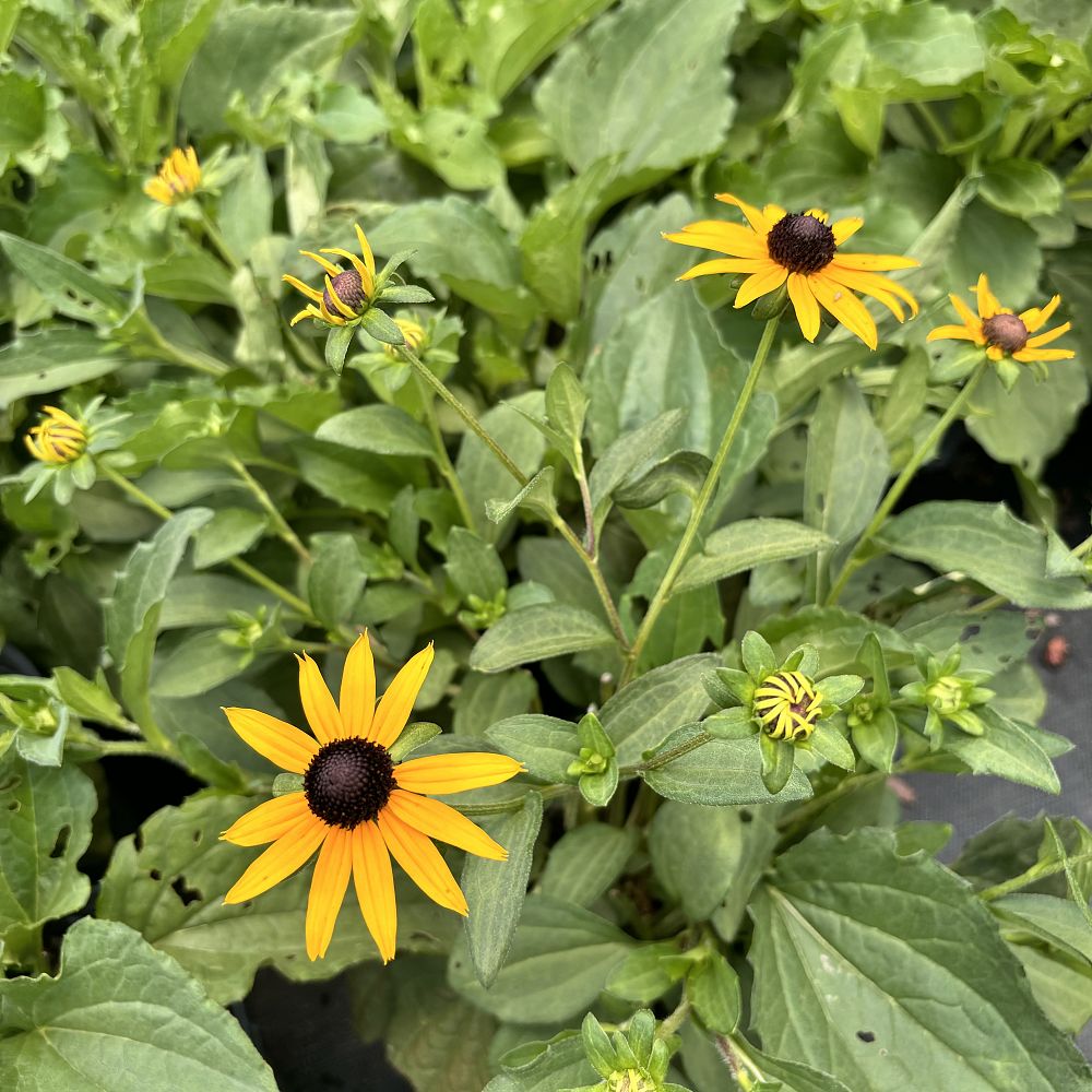 rudbeckia-fulgida-sullivantii-goldsturm-black-eyed-susan-sullivant-s-coneflower