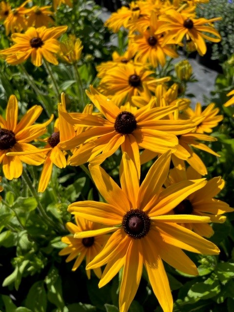 rudbeckia-hirta-indian-summer-black-eyed-susan-yellow-oxeye-daisy