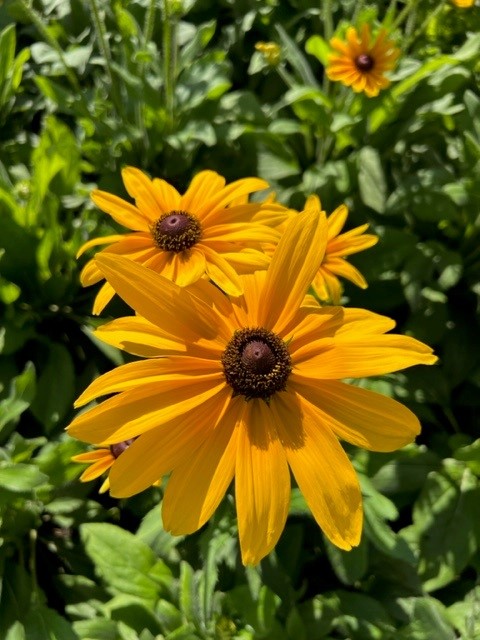 rudbeckia-hirta-indian-summer-black-eyed-susan-yellow-oxeye-daisy