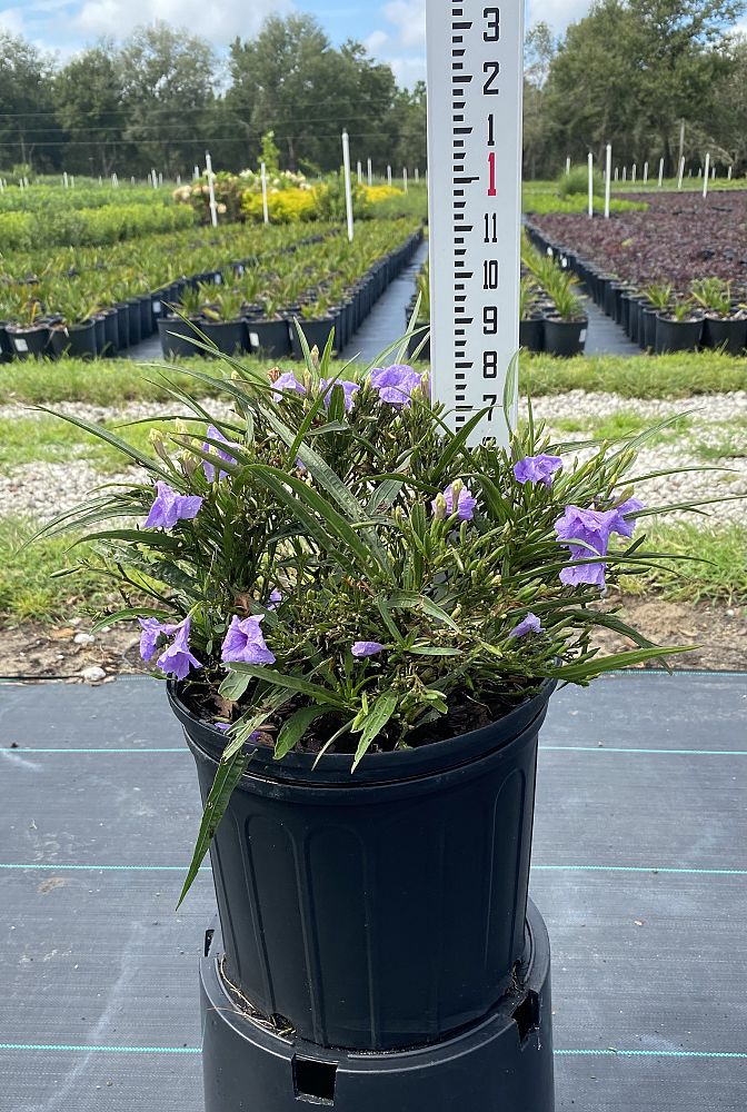 ruellia-brittoniana-compacta-katie-purple-mexican-bluebell-mexican-petunia-ruellia-tweediana-ruellia-brittoniana-katie-blue