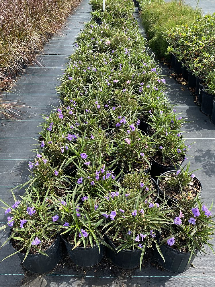 ruellia-brittoniana-compacta-katie-purple-mexican-bluebell-mexican-petunia-ruellia-tweediana-ruellia-brittoniana-katie-blue