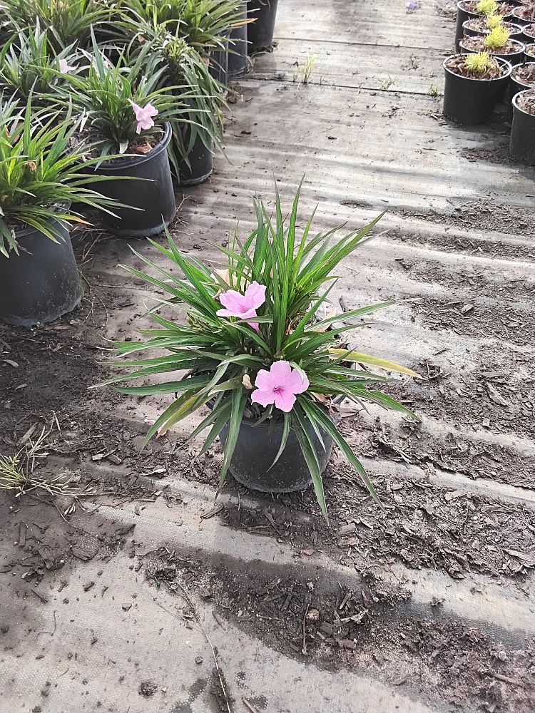 ruellia-brittoniana-mexican-bluebell-mexican-petunia