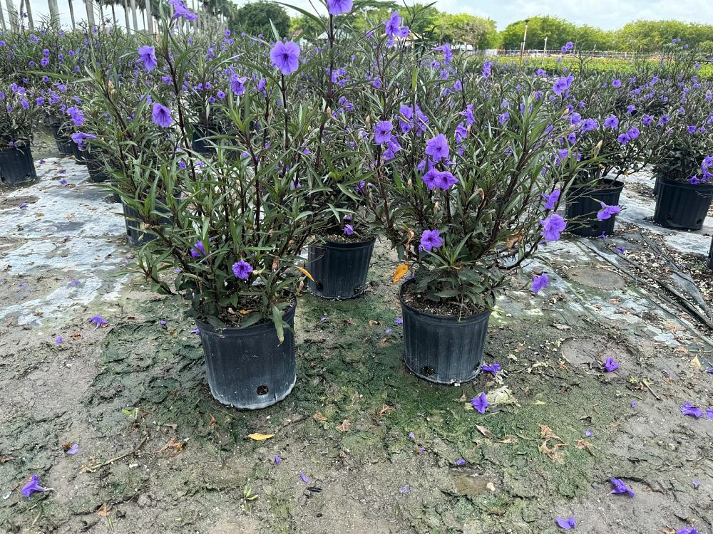 ruellia-brittoniana-mexican-bluebell-mexican-petunia